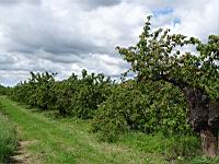 Cerisiers charges de fruits (prise a Millery, Rhone)(1)